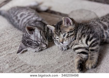 Two One Month Old Bengal Kittens Lying On Karpet Sleeping And Having Rest