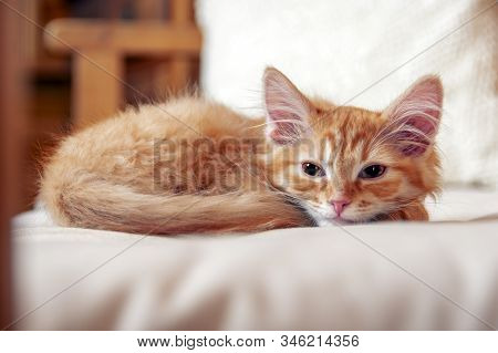 Red Striped Kitten Falls Asleep On Soft Pillow In Bedroom. Small Kitten Looks At The Camera With Hal