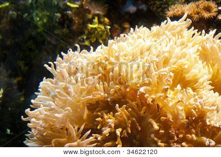Anemone (Urticina crassicornis)