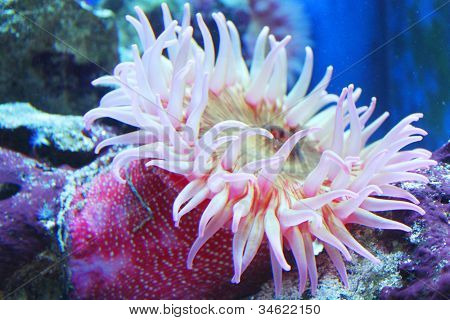 Anemone (Urticina crassicornis)