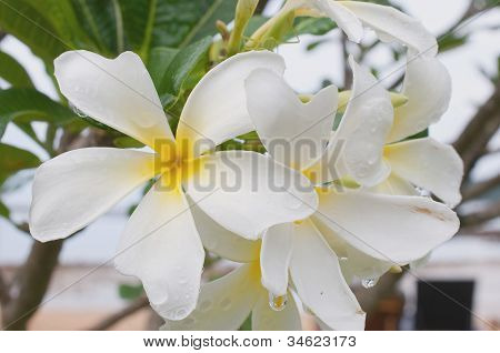 Keře, Plumeria, Templetree