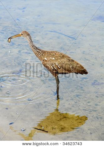 Limpkin In un lago