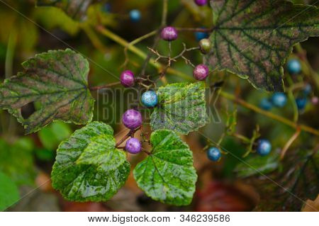 Multi-colored Japan Porcelain Berry Ampelopsis Brevipedunculata Closeup (shallow Dof)