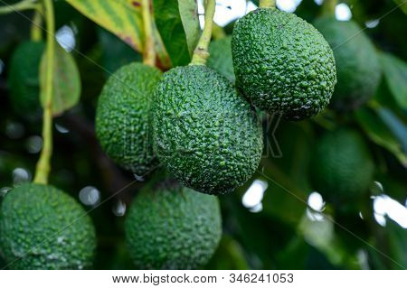 New Harvest On Avocado Trees Plantations On La Palma Island, Canary Islands, Spain