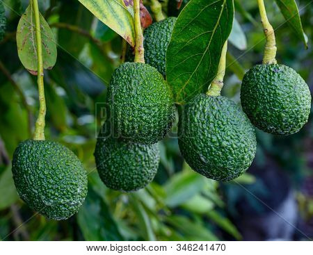 New Harvest On Avocado Trees Plantations On La Palma Island, Canary Islands, Spain, Green Ripe Avoca