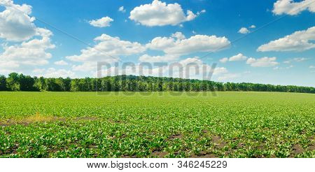 Picturesque Green Beet Field And Blue Sky With Light Clouds. Agricultural Landscape. Wide Photo.