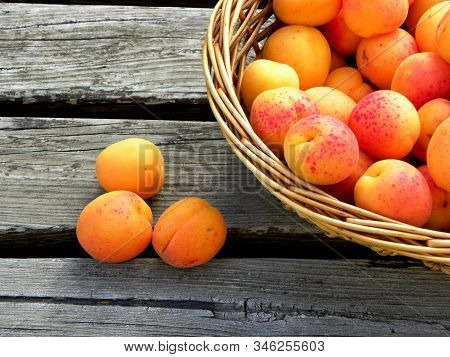 Fresh Apricots In A Basket On Wooden Table. Apricot Pits