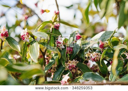 Daphne Odora Fragrant Flowers In Spring. Plants Of Japan And China