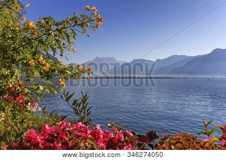 Plants And Flowers Next To Geneva Leman Lake At Montreux, Switze