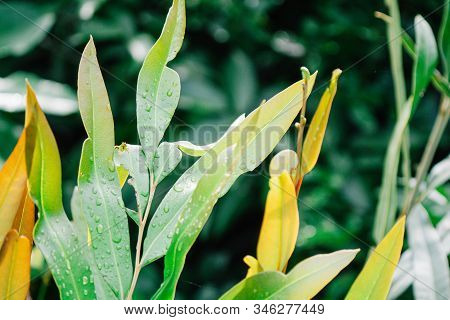 Close-up Of Acrostichum Speciosum, The Golden Leather Fern, Grows In Mangrove Swamps And Other Wet L