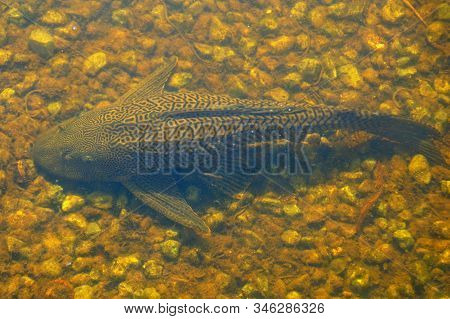 A Pleco Fish In The Water By Everglades, Florida, U.s.a