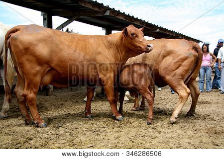Eunapolis, Bahia / Brazil - March 28, 2008: Cattle Are Seen On A Farm In The City Of Eunapolis.