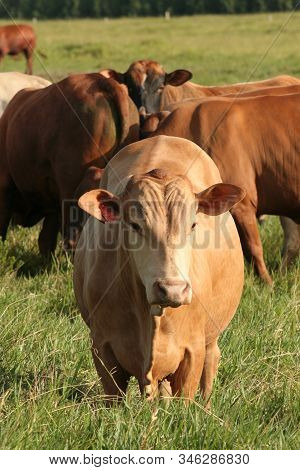 Eunapolis, Bahia / Brazil - March 28, 2008: Cattle Are Seen On A Farm In The City Of Eunapolis.