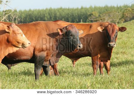 Eunapolis, Bahia / Brazil - March 28, 2008: Cattle Are Seen On A Farm In The City Of Eunapolis. *** 