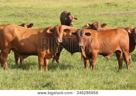 Eunapolis, Bahia / Brazil - March 28, 2008: Cattle Are Seen On A Farm In The City Of Eunapolis.