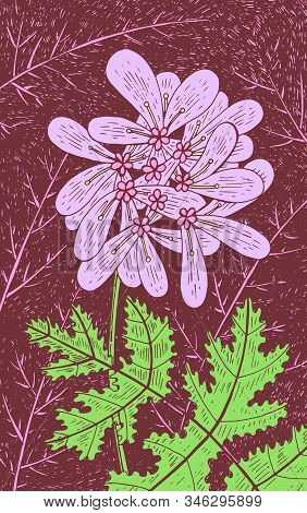 Coriander - Floral Illustration. Colorful Plant Drawing. Graphic Psychedelic Multicolored Line Art. 