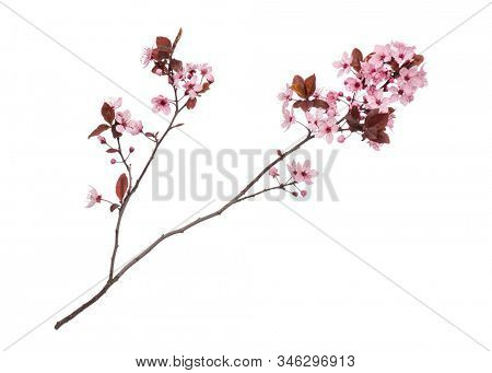 Blossoming branch with pink Cherry blossom flowers. Single spring tree branch with flowers and buds, isolated on white background. Stick tree branch from nature for design.