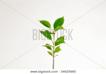 Grönt blad
