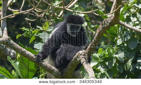 A Black And White Colobus Monkey Lin A Tree Looking At The Camera