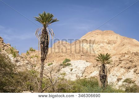 Two Palms Rising High Against Mountains On Sunny Day. Middle Eastern Climate. Landscape With Palms A