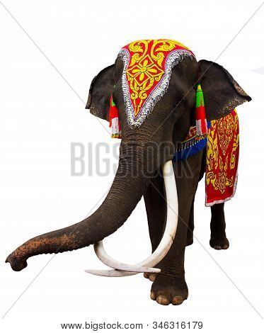 Elephan Raising  Trunk ,elephant Has Beautiful And Large Isolated On White Background. Colorful Pain