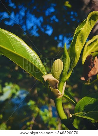 Jackfruit, Small Jackfruit, Jackfruit Bud On Natural Light