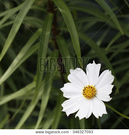 One White Cosmea. White Cosmea Flowers Grow And Bloom On A Sunny Day In The Garden. Green Blurred Ba