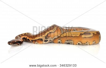 Python Brongersmai In Front Of White Background