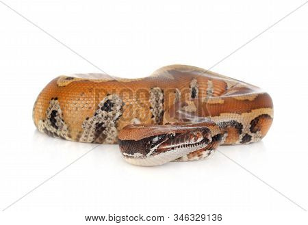 Python Brongersmai In Front Of White Background