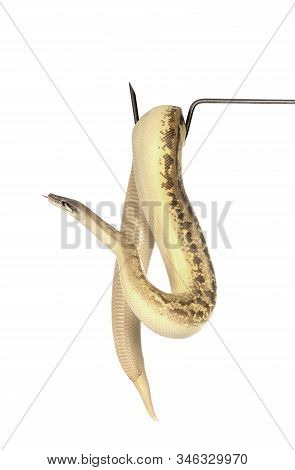 Python Brongersmai In Front Of White Background
