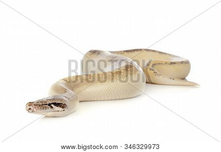 Python Brongersmai In Front Of White Background