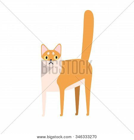 Cute Cartoon Domestic Animal Breed Vector Flat Illustration. Cat Character Purebred Singapura Isolat