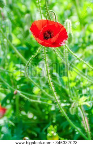 Red And Pink Poppy Flowers In A Field, Red Papaverred And Pink Poppy Flowers In A Field, Red Papaver