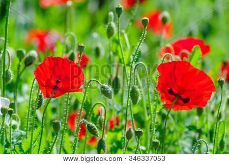 Red And Pink Poppy Flowers In A Field, Red Papaverred And Pink Poppy Flowers In A Field, Red Papaver