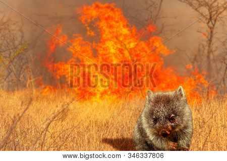 Composition About Australian Wildlife In Bushfires Of Australia In 2020. Wombat With Fire On Backgro