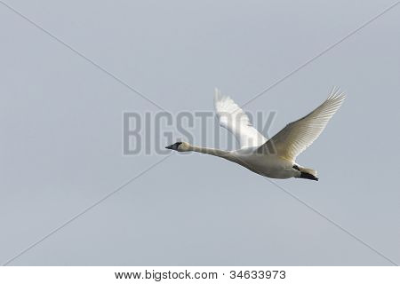 Lone vliegen Swan