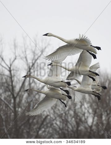 Trompettist zwanen tijdens de vlucht