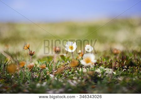 Summer Background With Alpine Flora In The Mountains
