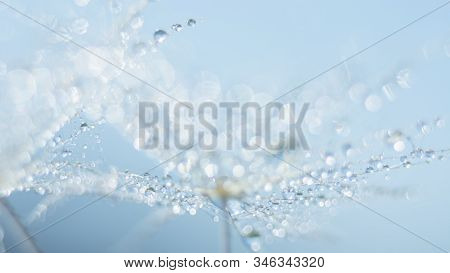 Beautiful Dew Drops On A Dandelion Seed Macro.