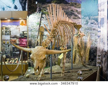 Azov, Russia - July 27, 2019: The Skeleton Of A Primitive Steppe Bison. Exhibit Of The Azov Paleonto