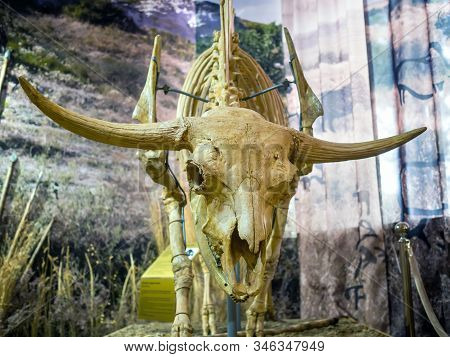 Azov, Russia - July 27, 2019: Skull Of The Steppe Bison. Exhibit Of The Azov Historical And Archaeol