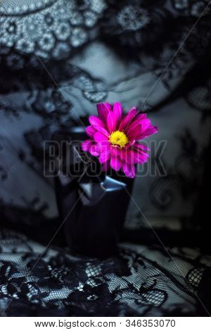 Pink Magenta Purple One Aster Daisy In Small Black Textured Vase On Lace Black Background. 8 March W