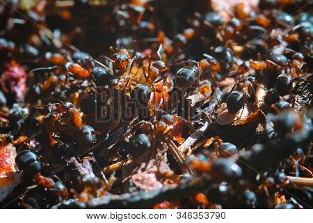 Ant In The Anthill. Forest Ant At Work.