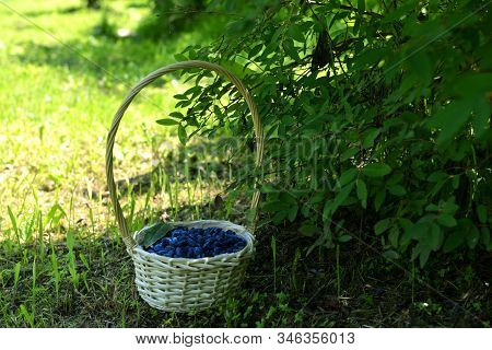 Basket Full Of Ripe Blue Haskap Berry Under Honeysuckle Bush. Summer Garden Background With Countrys