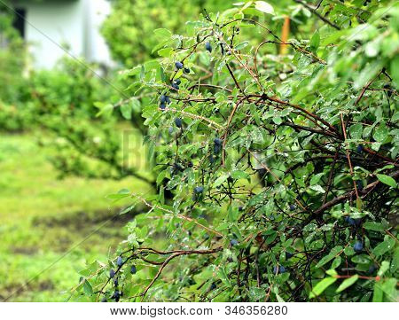 Honeysuckle Shrub With Ripe Haskap Berry. Summer Garden Background With Countryside Nature