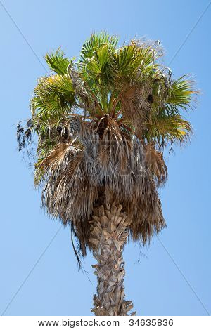 Albero di Palma