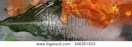 Background Of Orange   Crossandra   Flower   Frozen In Ice