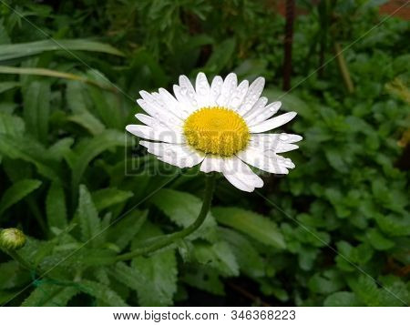 Margarida Branca Em Um Jardim Simples, Margaridas