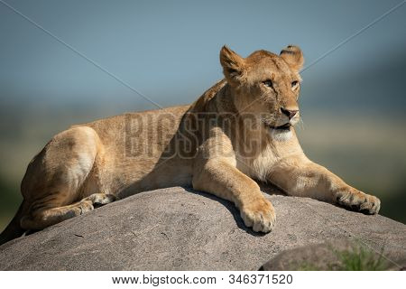 Lioness Lies On Kopje With Blurred Background
