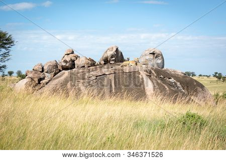 Lioness Lies On Kopje In Sunny Savannah